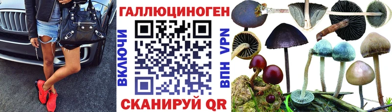 Купить где  Отрадный  Псилоцибиновые грибы Cubensis 